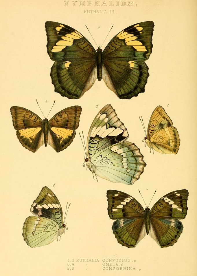 Butterfly Vintage