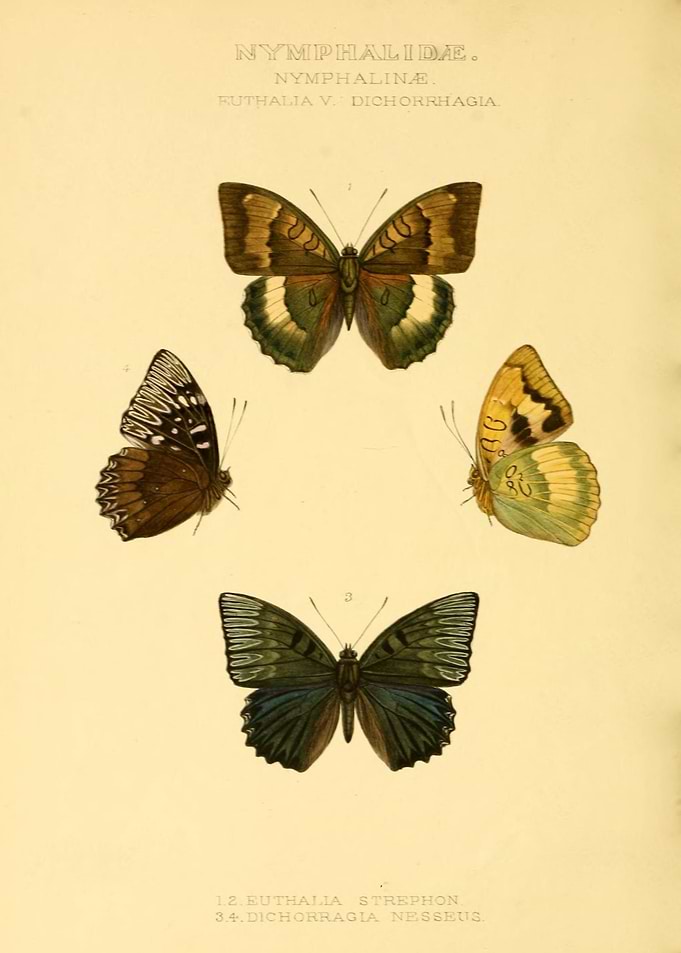 Butterfly Vintage