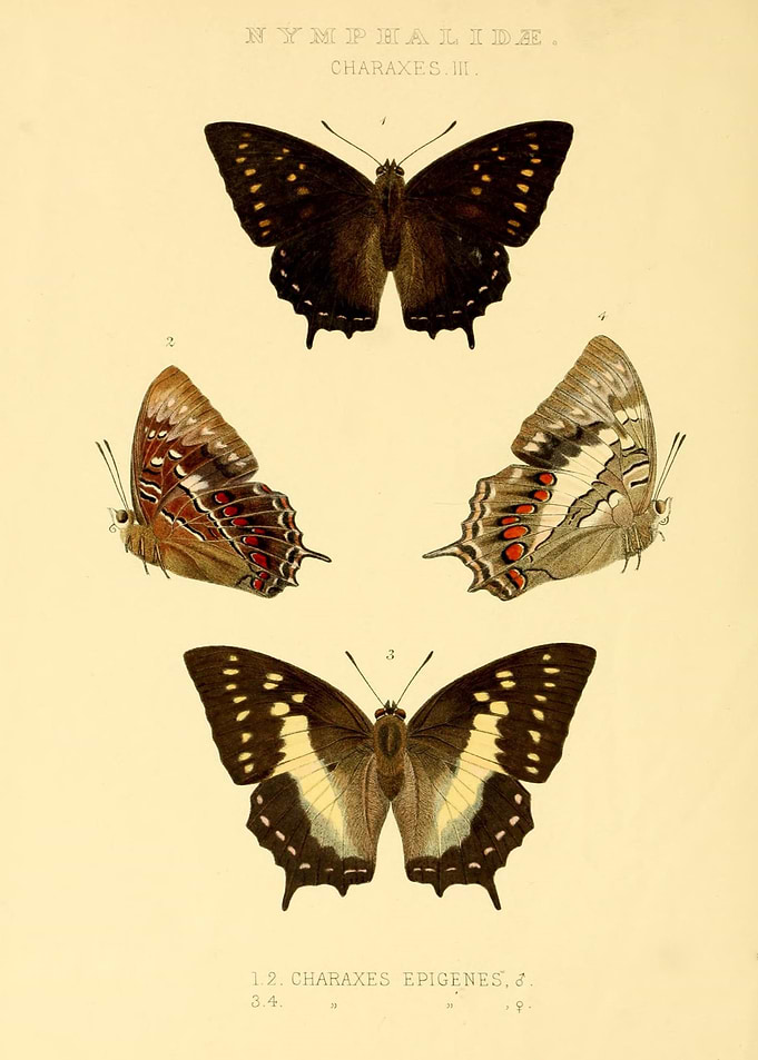 Butterfly Vintage