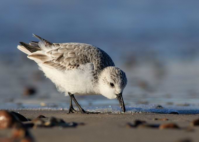 Sandling