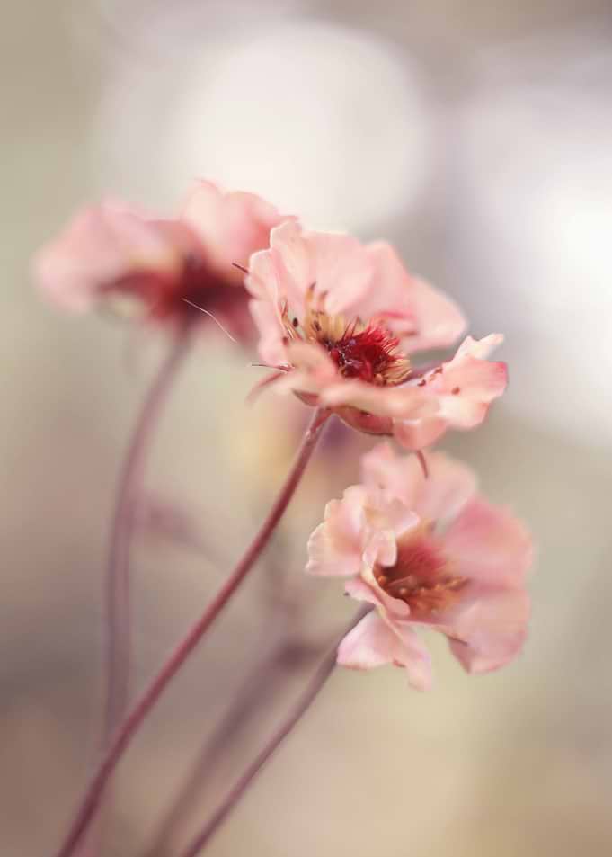 Floral composition