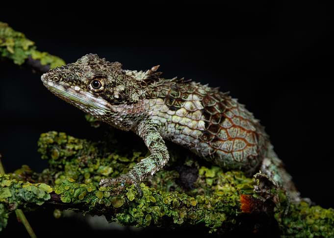 Pygmy lizard