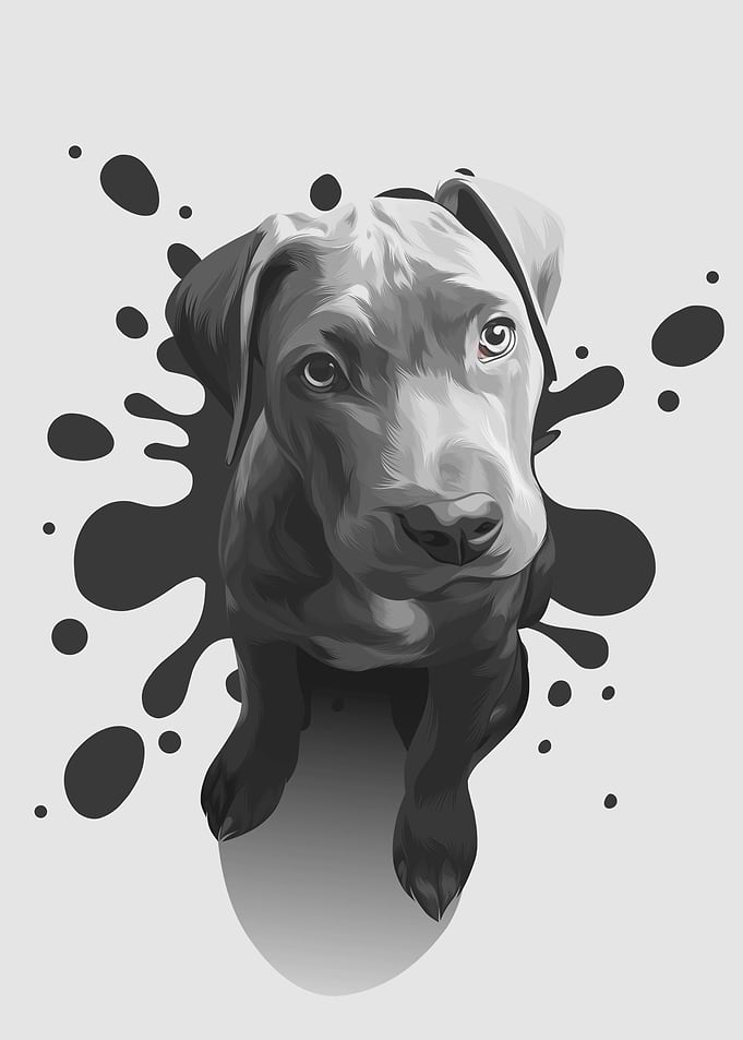 Splash Dog Poster