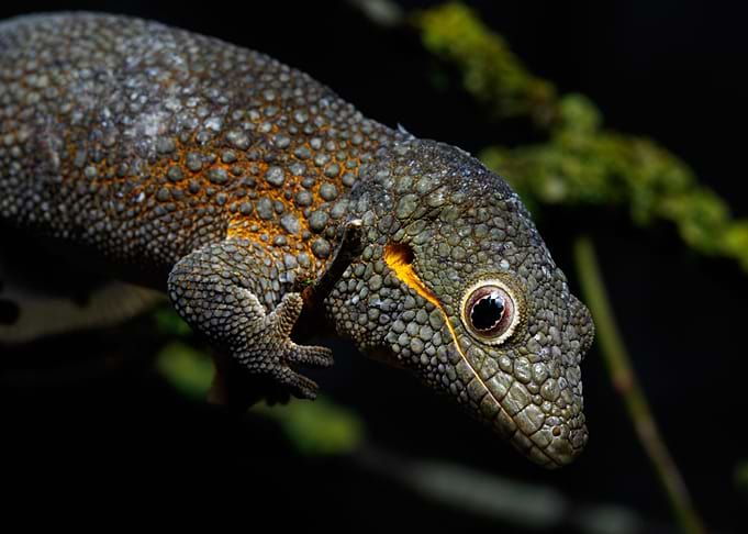 Bauers chameleon gecko