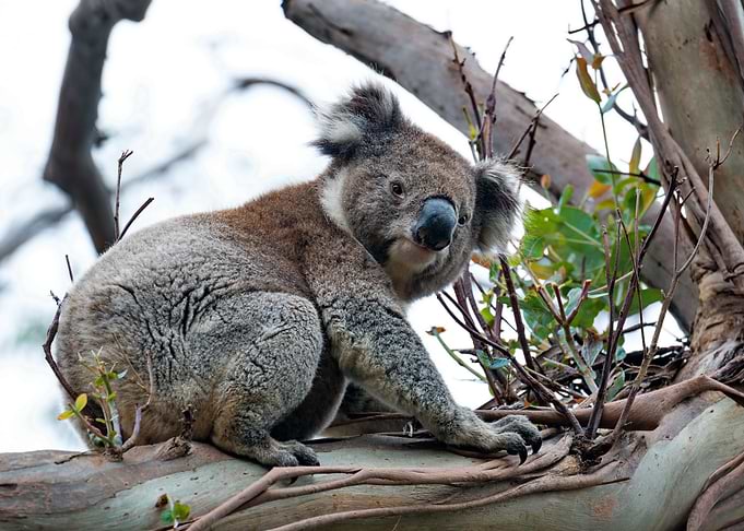 Koala Bear