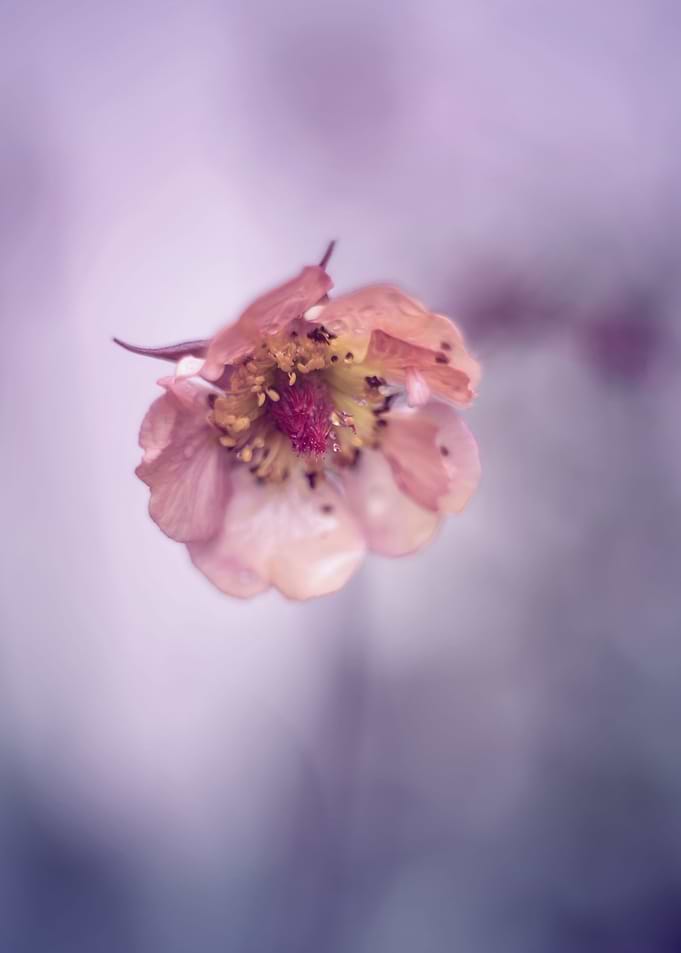 Pink flower, macro, garden