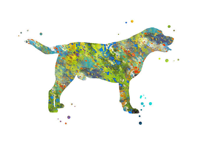 Labrador