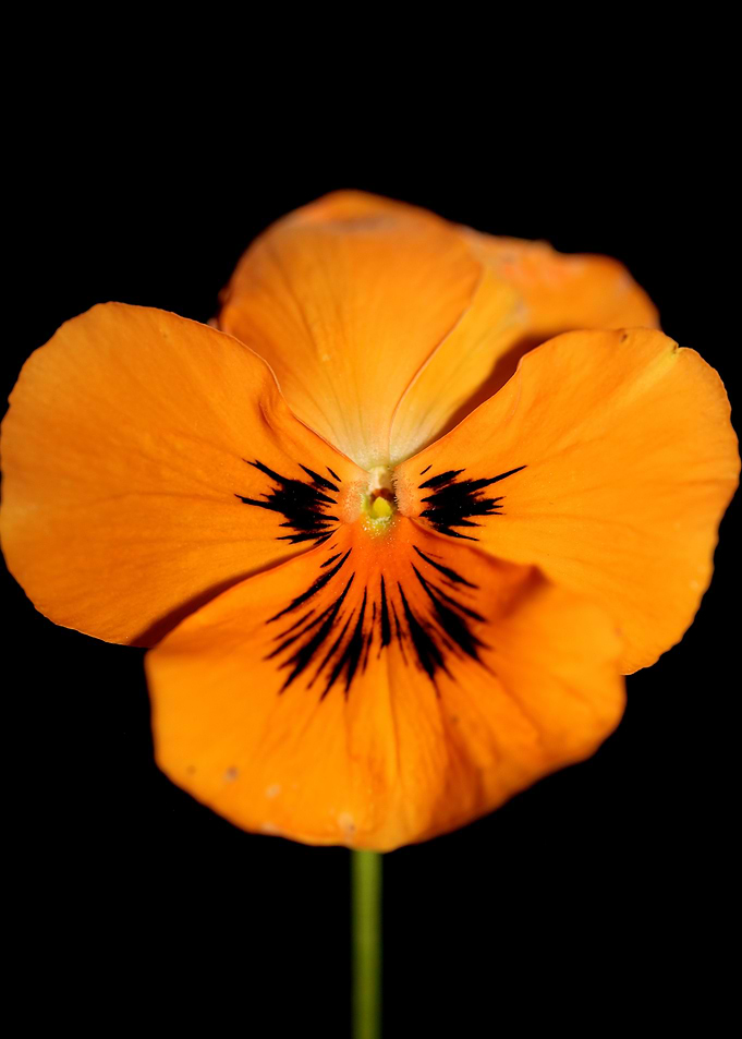 Viola flower blossom macro