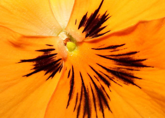Viola flower blossom macro