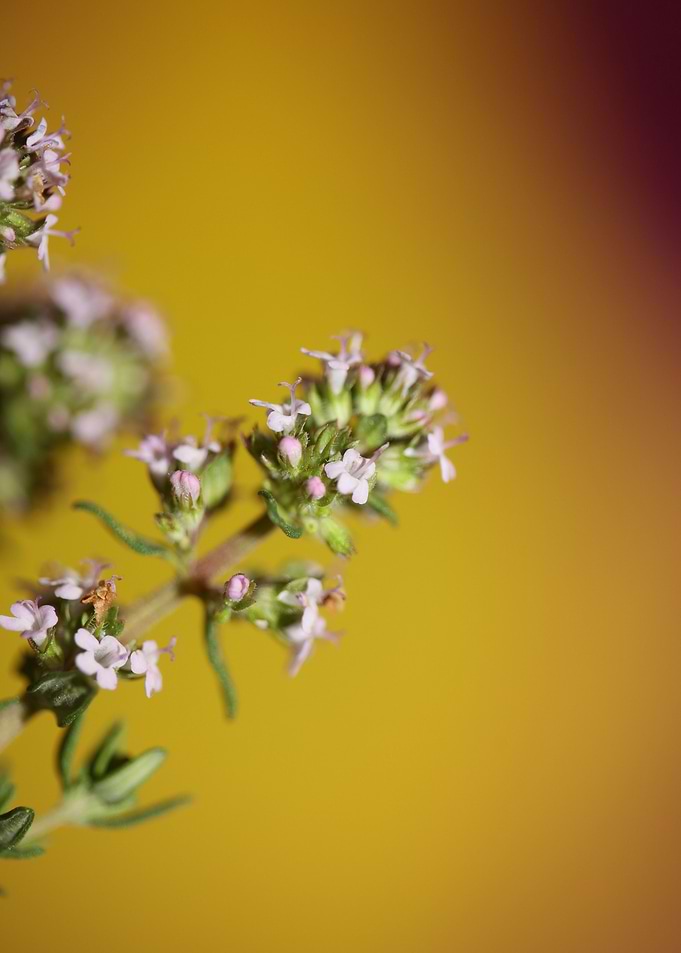 Thymus flowering close up