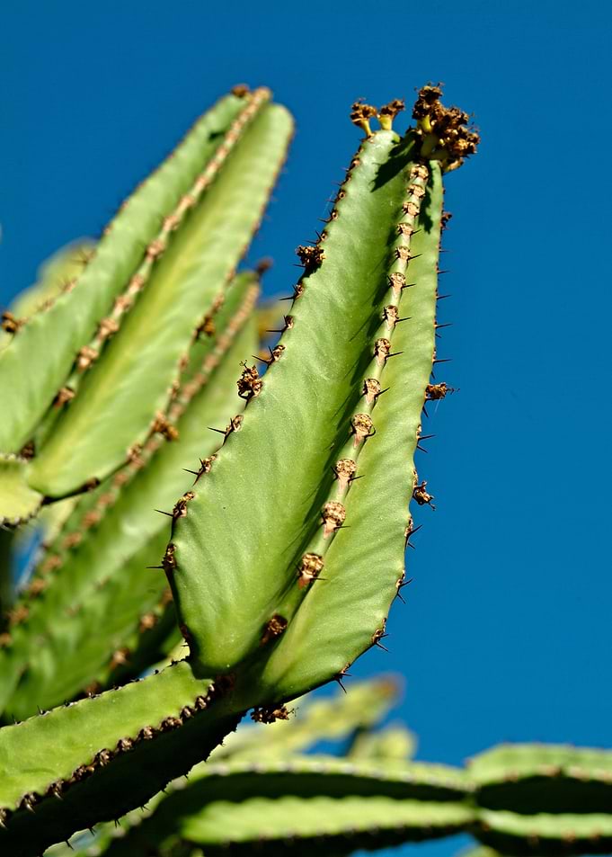 Cactus World 01