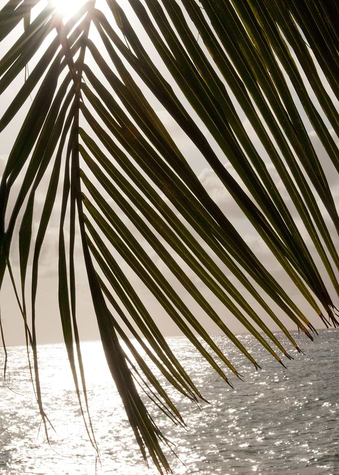 Sunset Ocean Palm 1