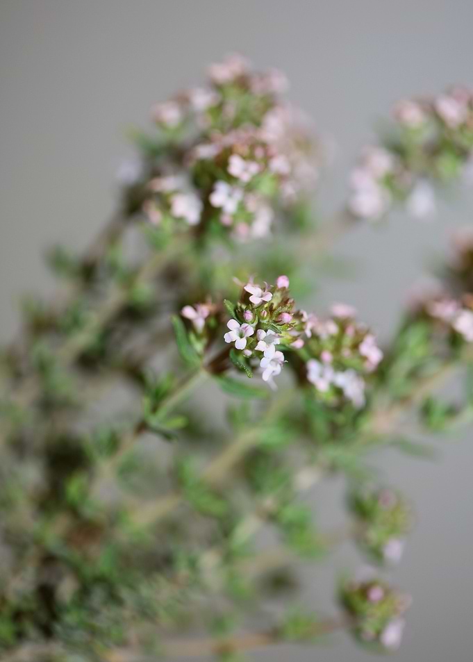 Thymus flowering close up