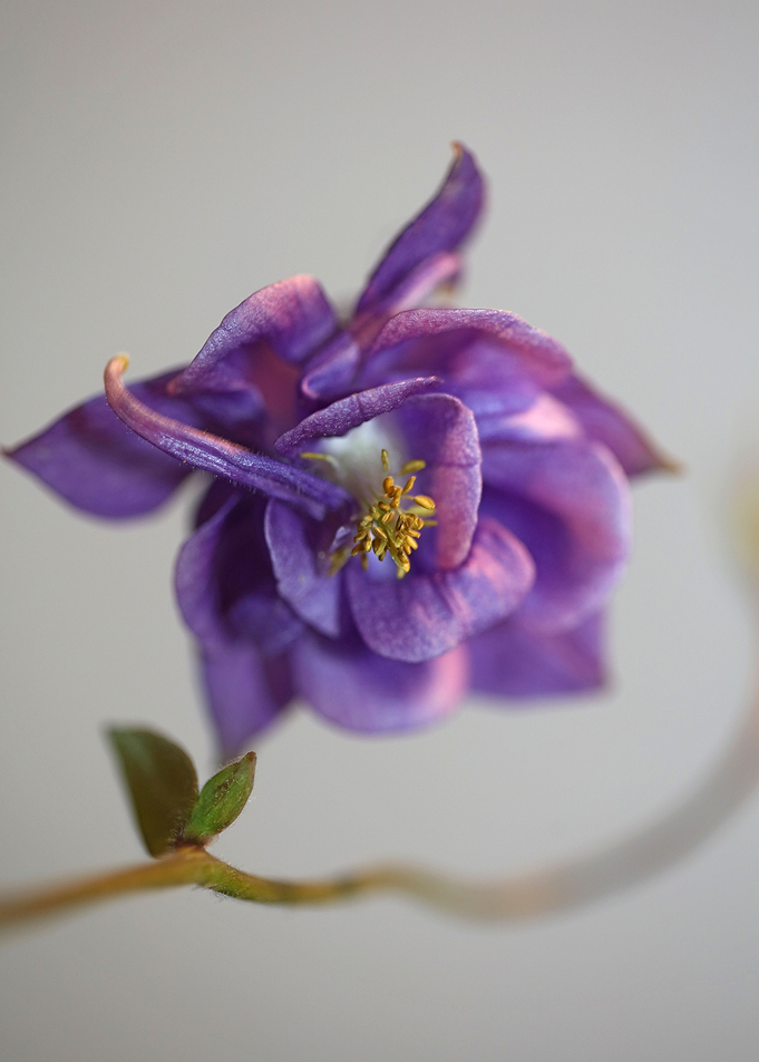 Aquilegia flowering macro