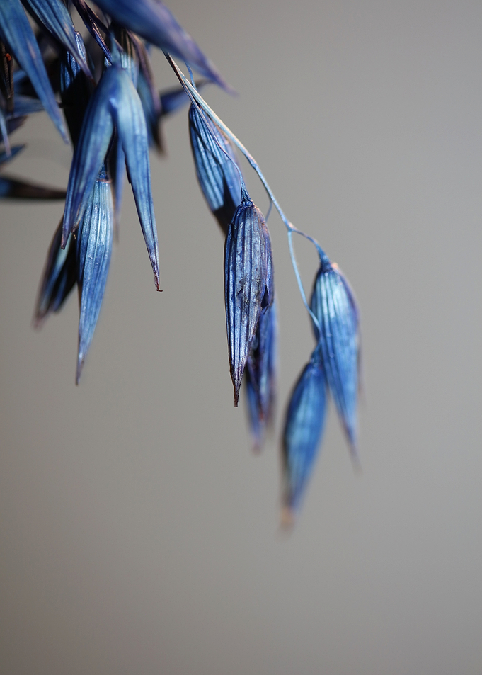 Dry blue wheat close up