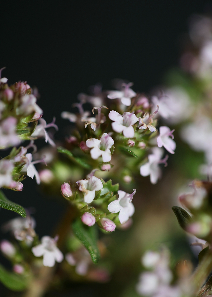 Thymus flower blossoming