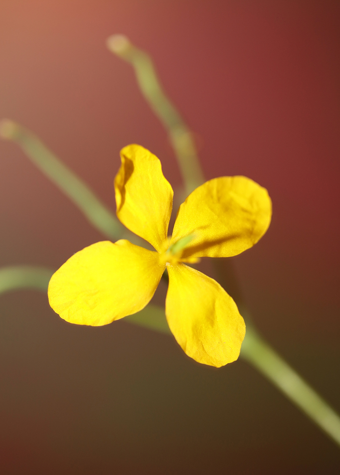 Chelidonium flower blossom