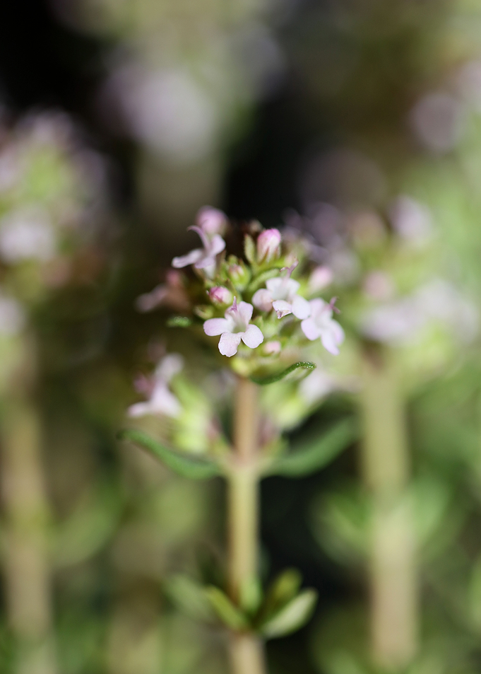 Thymus flowering close up