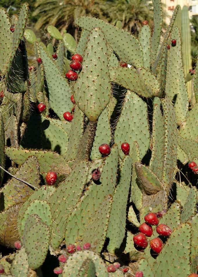 Cactus World 03