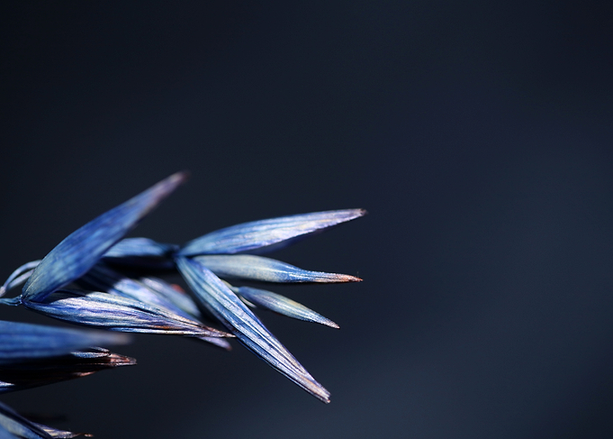 Dry blue wheat close up
