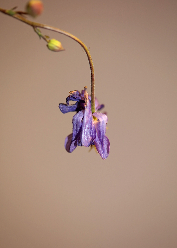 Aquilegia flower close up