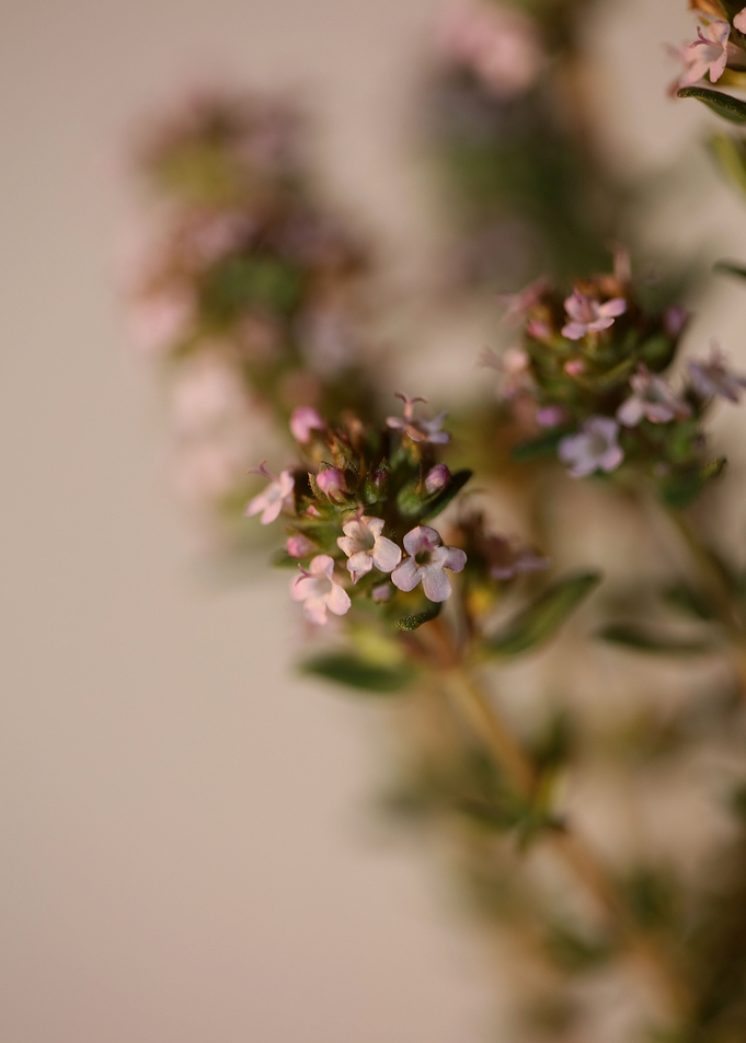 Thymus flower blossoming