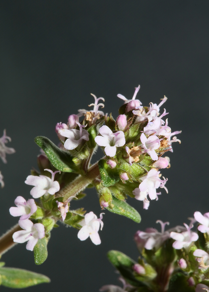 Thymus flowering macro
