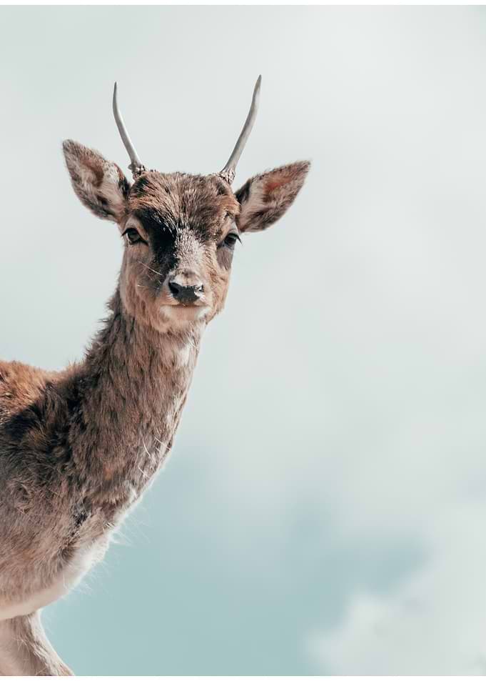 Hello My Deer