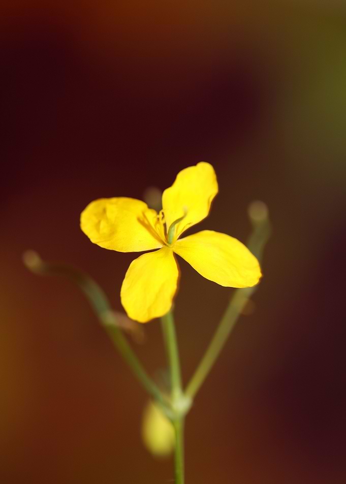 Chelidonium flower macro