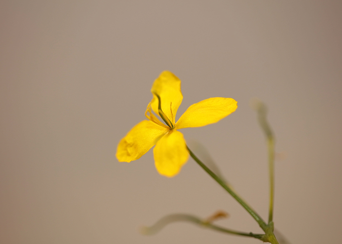 Chelidonium flower macro