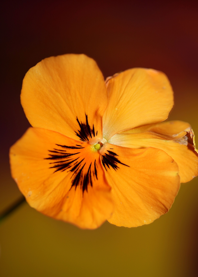 Viola flower blossom macro