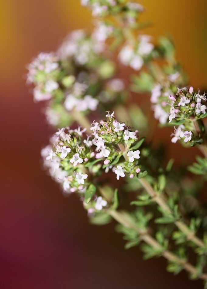 Thymus flower blossoming