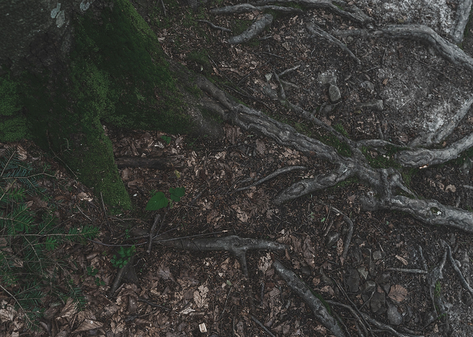 Tree life