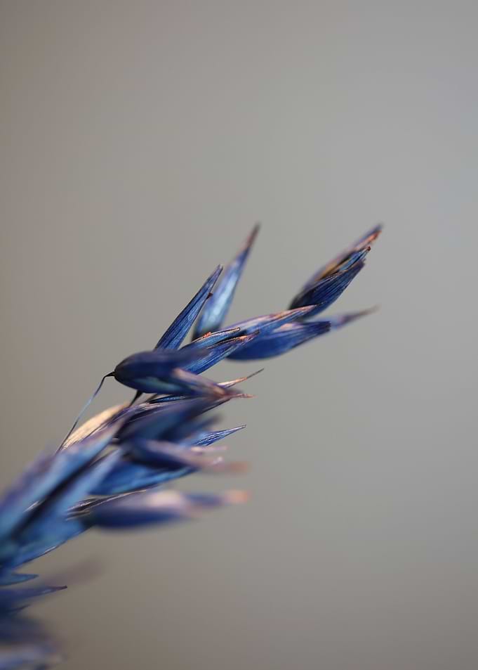 Dry blue wheat close up