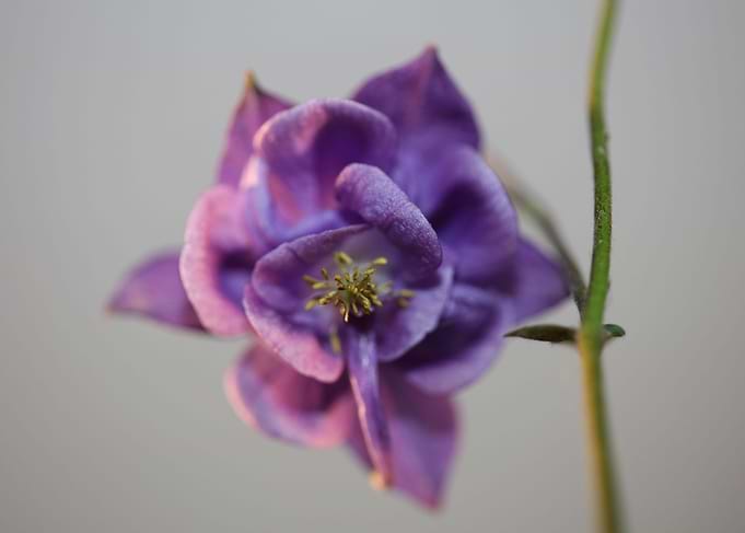 Aquilegia flower close up