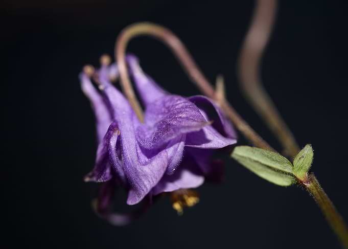 Aquilegia flowering macro