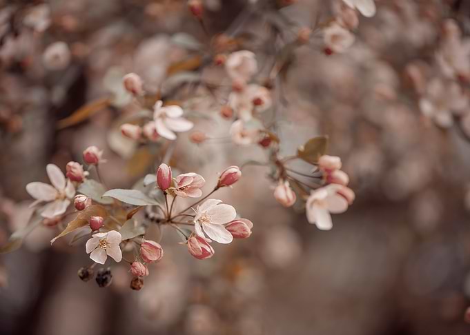 Pink cherry blossom flower