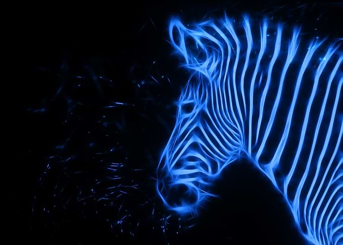 Zebra