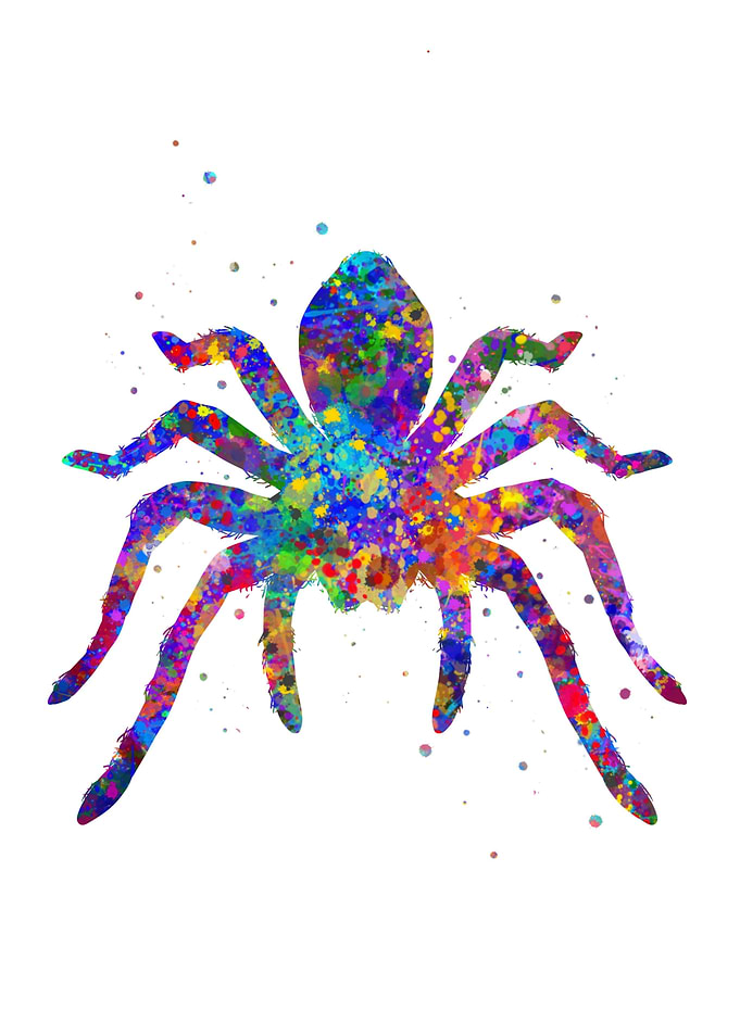 Spider tarantula