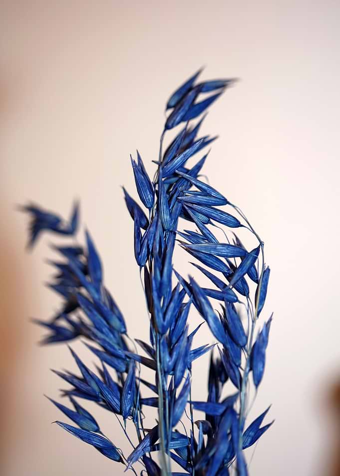 Triticum aestivum close up