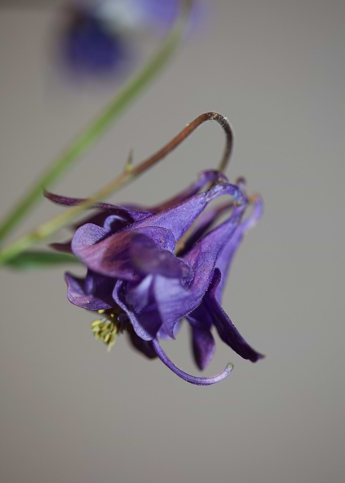 Aquilegia flower close up
