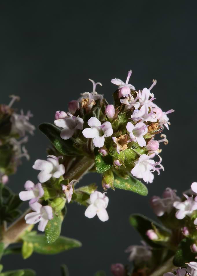 Thymus vulgaris flowering
