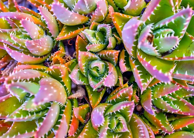 Aloe nobilis clump