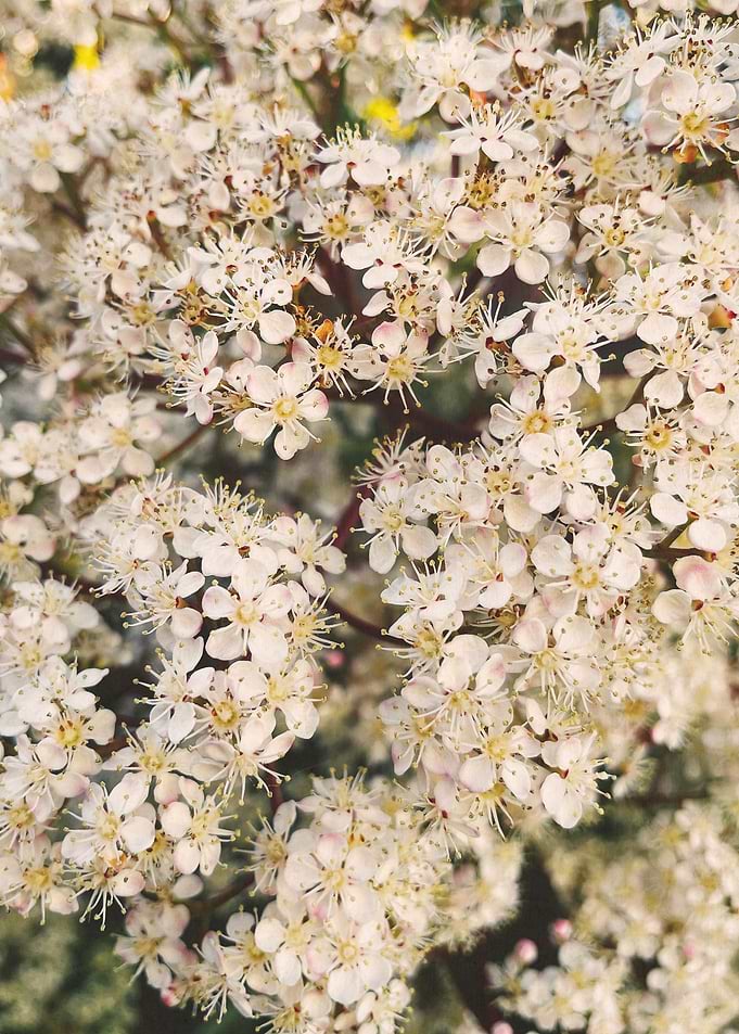 Tiny Flowers