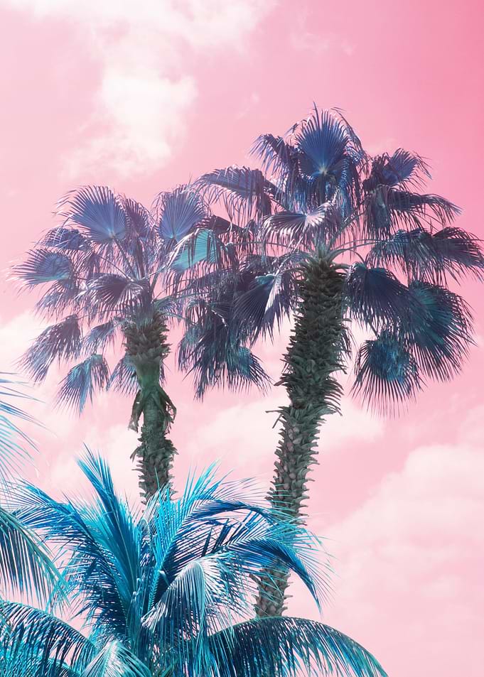 Caribbean Palm Trees 1