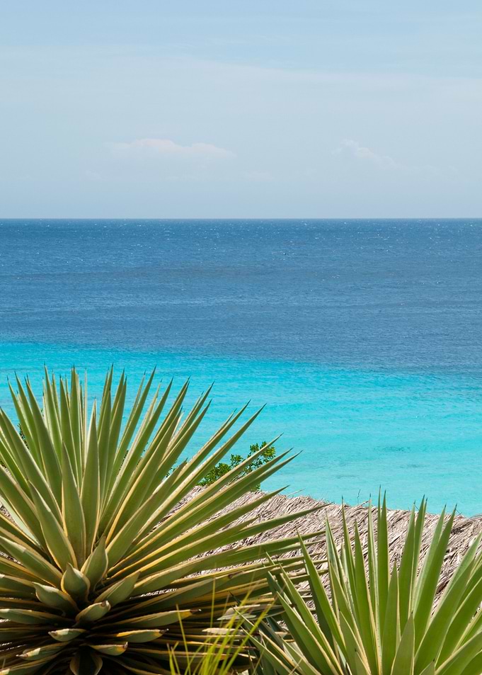 Caribbean Ocean Agave 1