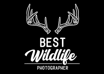 Wildlife Photographer