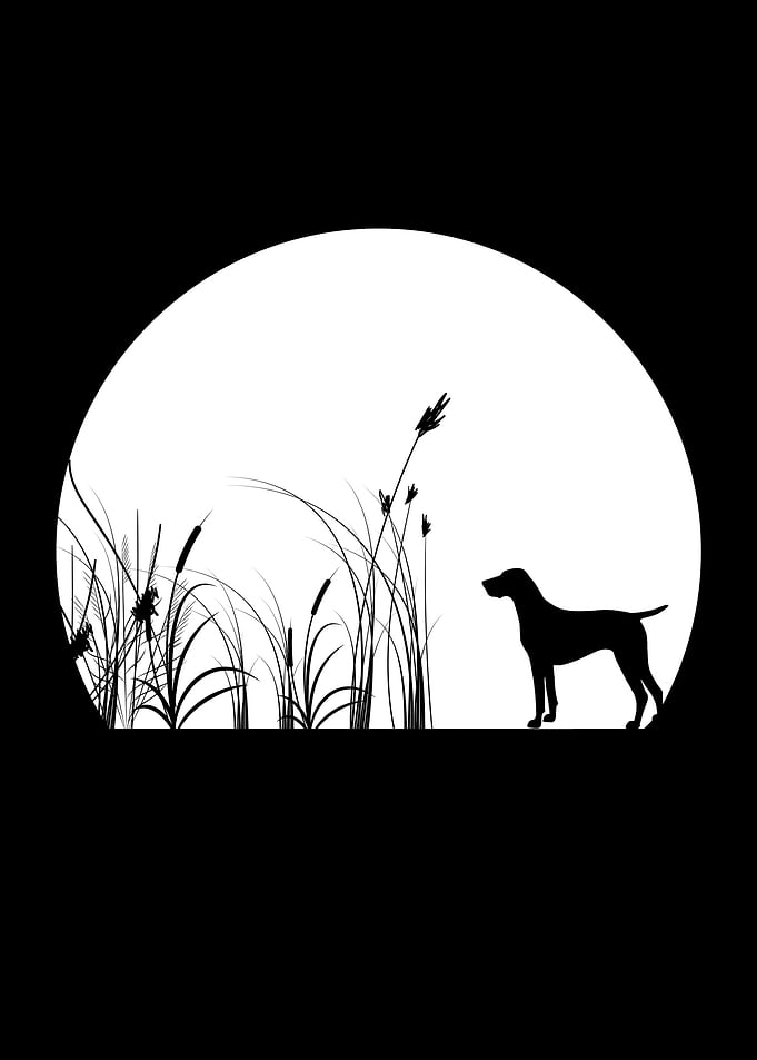 German Shorthair Pointer