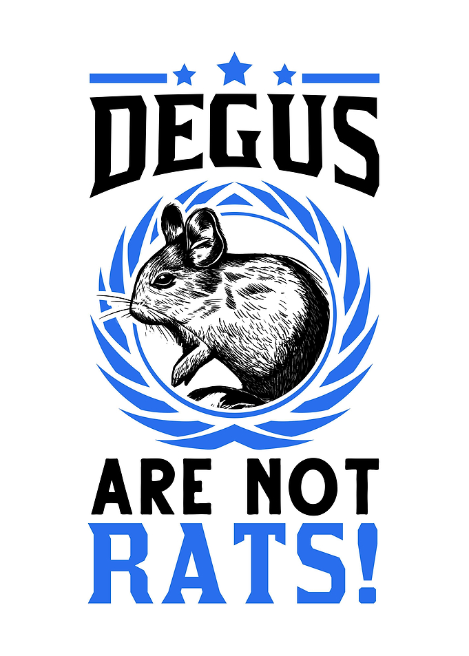 Degus Are Not Rats Chilean