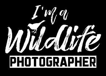 Wildlife Photographer